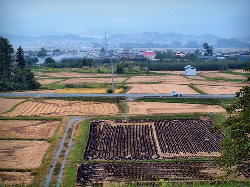 稲刈りあとの田