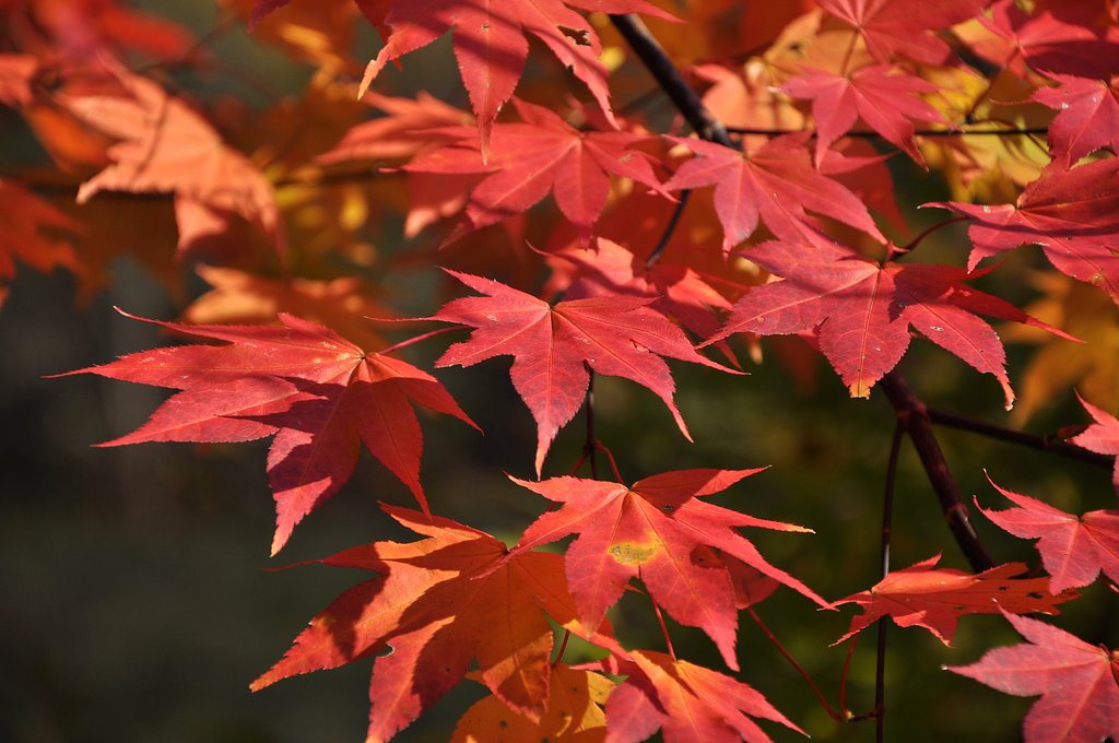 紅葉
