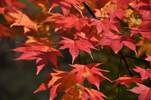紅葉