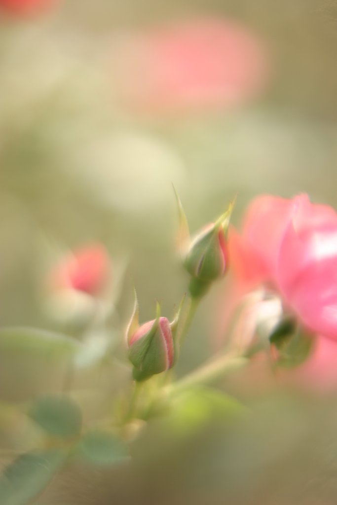 BabyRose