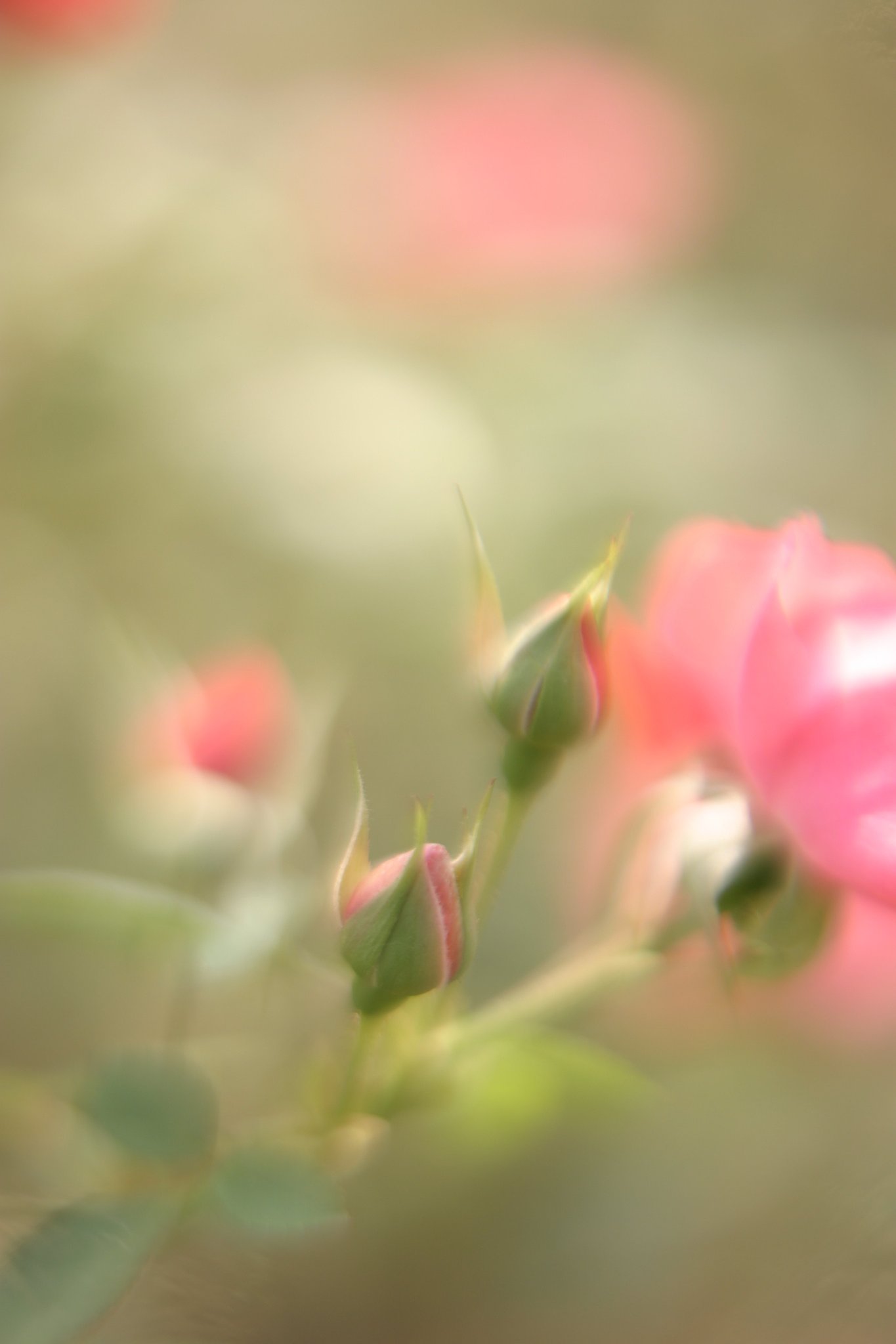 BabyRose