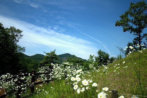 ハルジオン