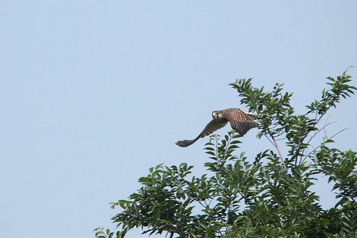 チョウゲンボウ・・幼鳥