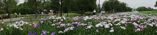 水元公園菖蒲祭り