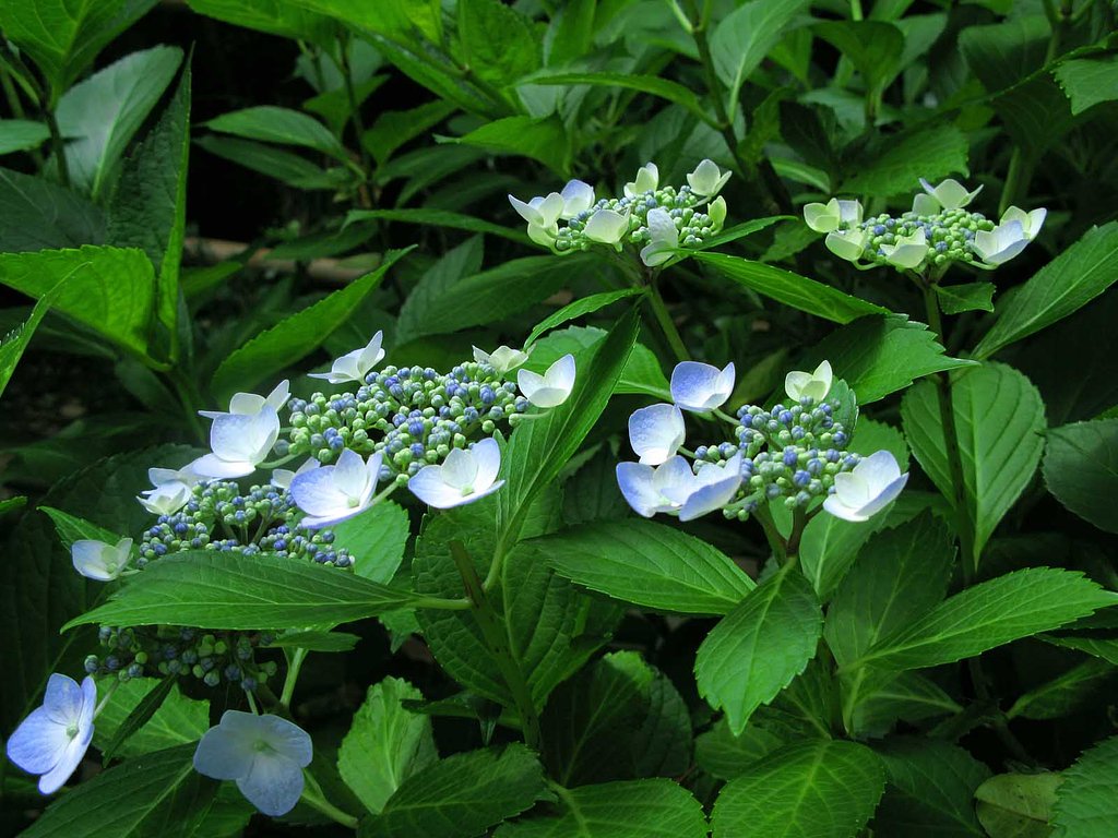 我が家の紫陽花