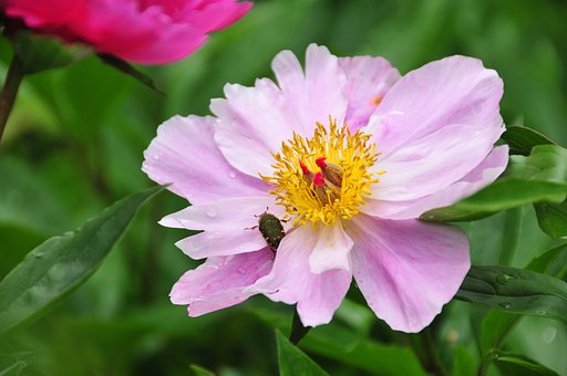 これも芍薬でしょうか