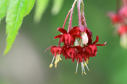 カエデの花