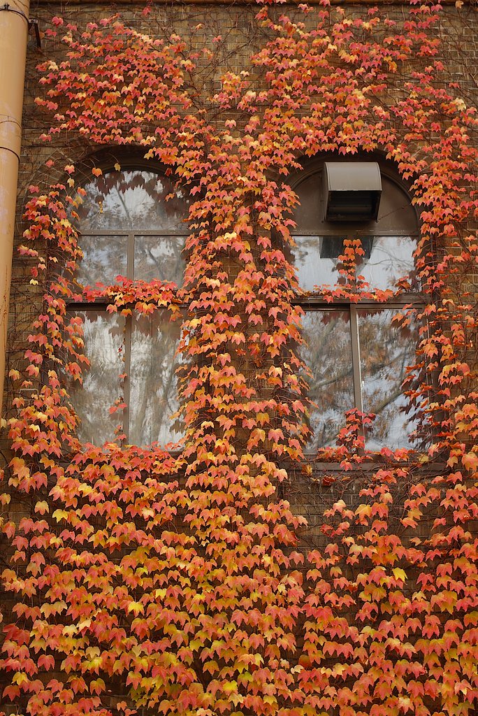 さらば札幌の紅葉