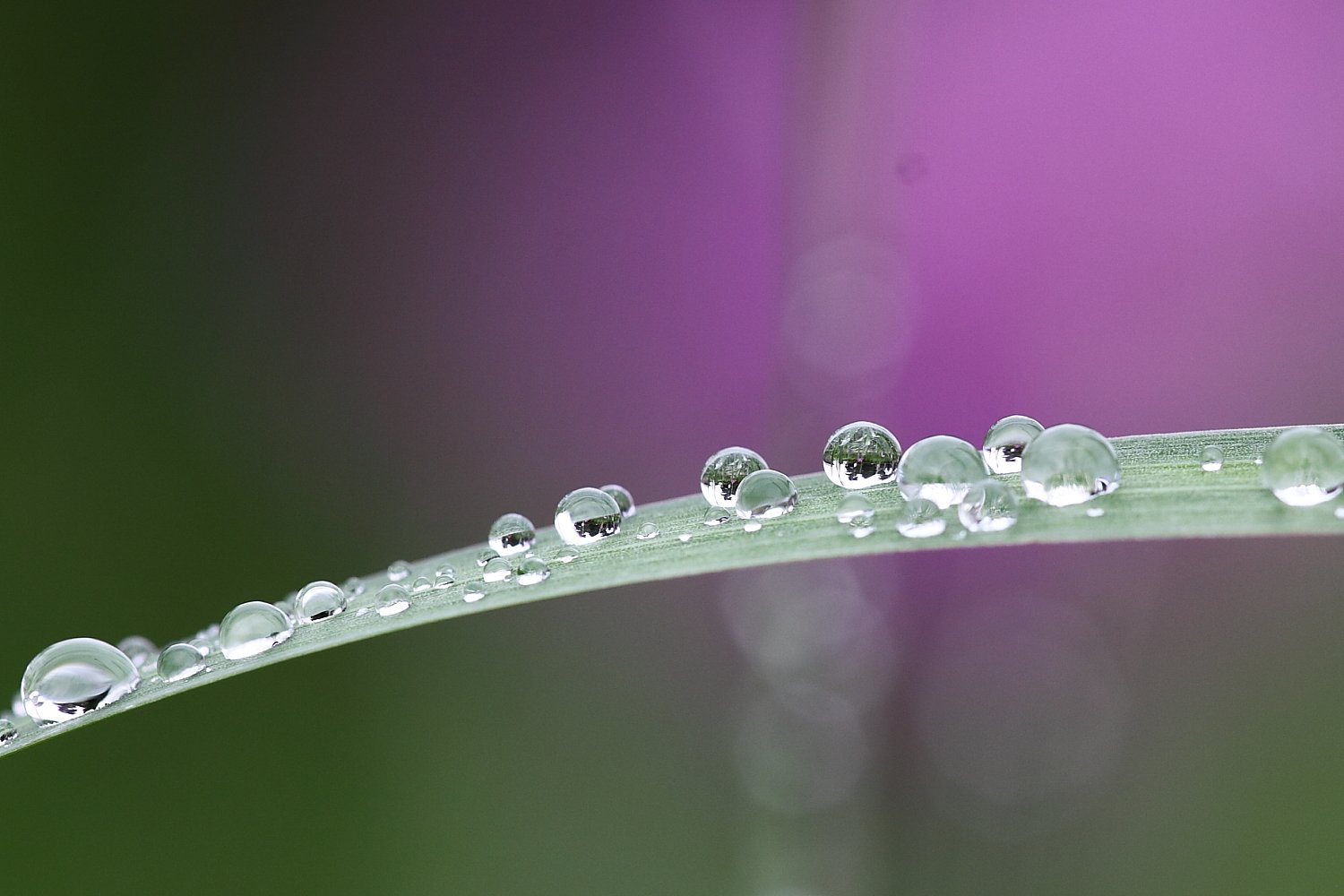 水玉