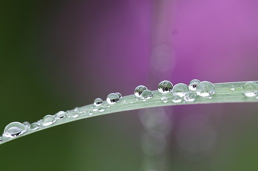 水玉