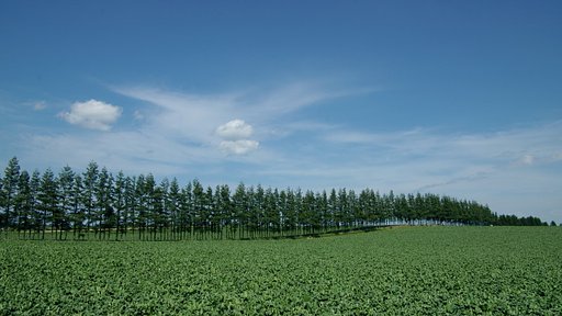 美瑛富良野真っ青（ハイビジョン）