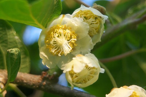 ラーメンみたいな、キウイフルーツの花