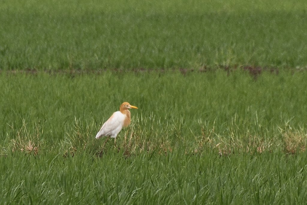 アマサギ