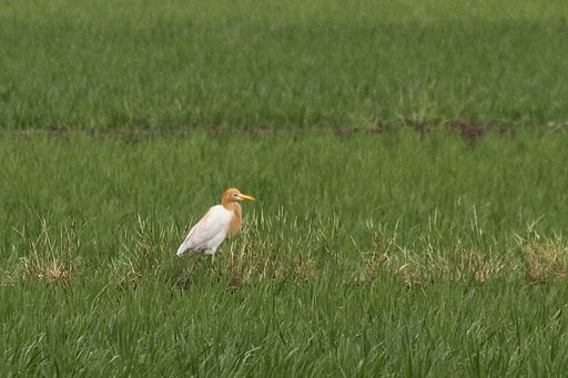 アマサギ