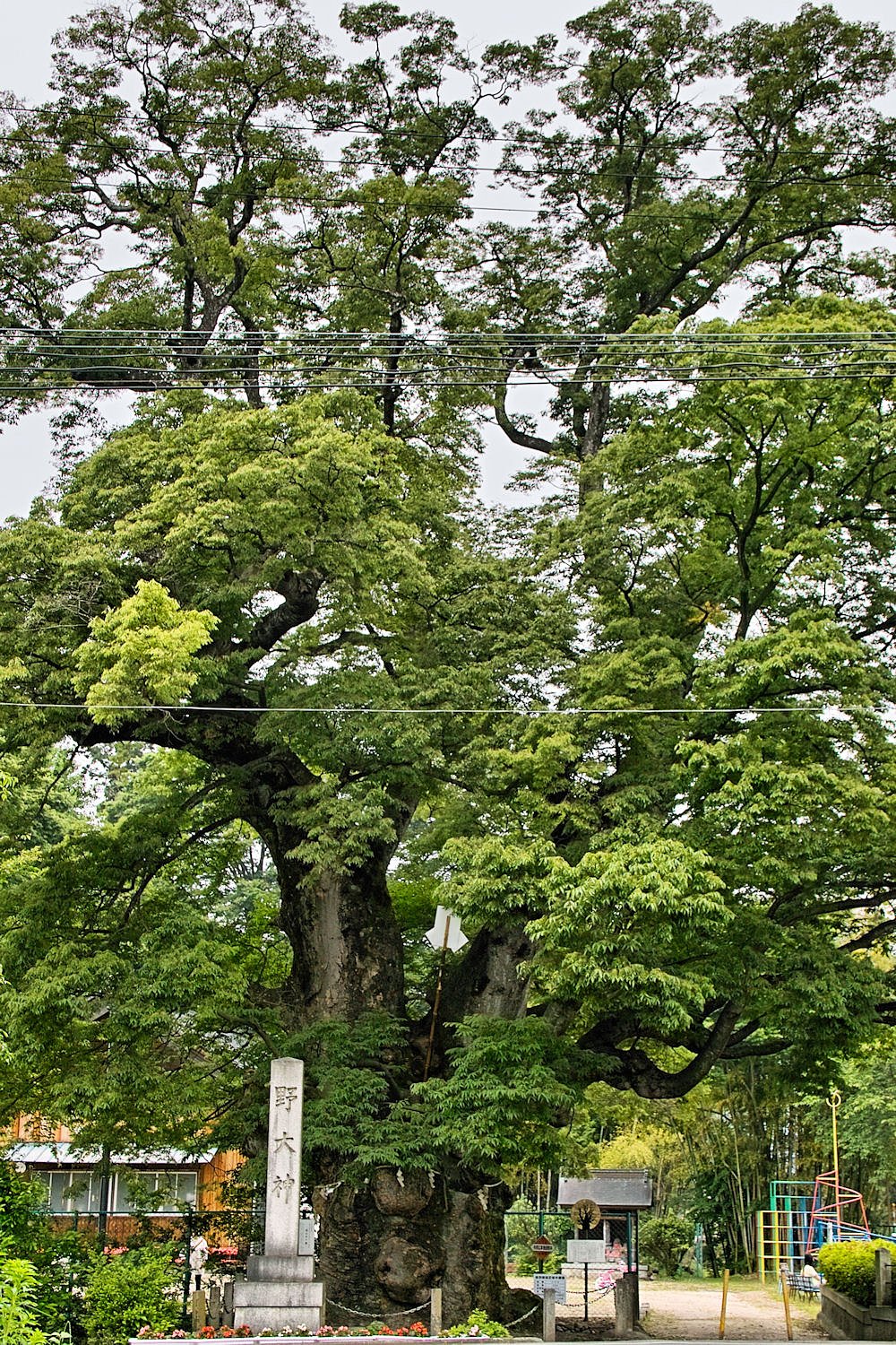 【睦】 野大神のケヤキ