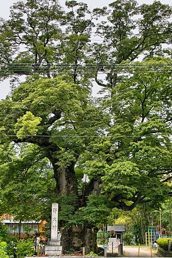【睦】 野大神のケヤキ