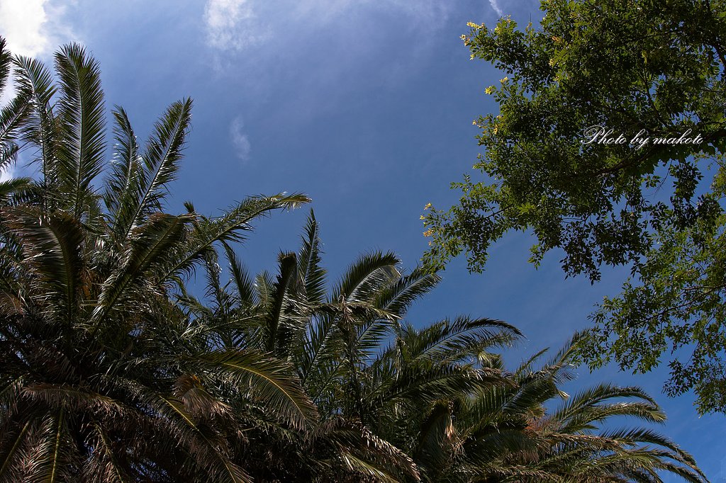 夏空が待ち遠しい