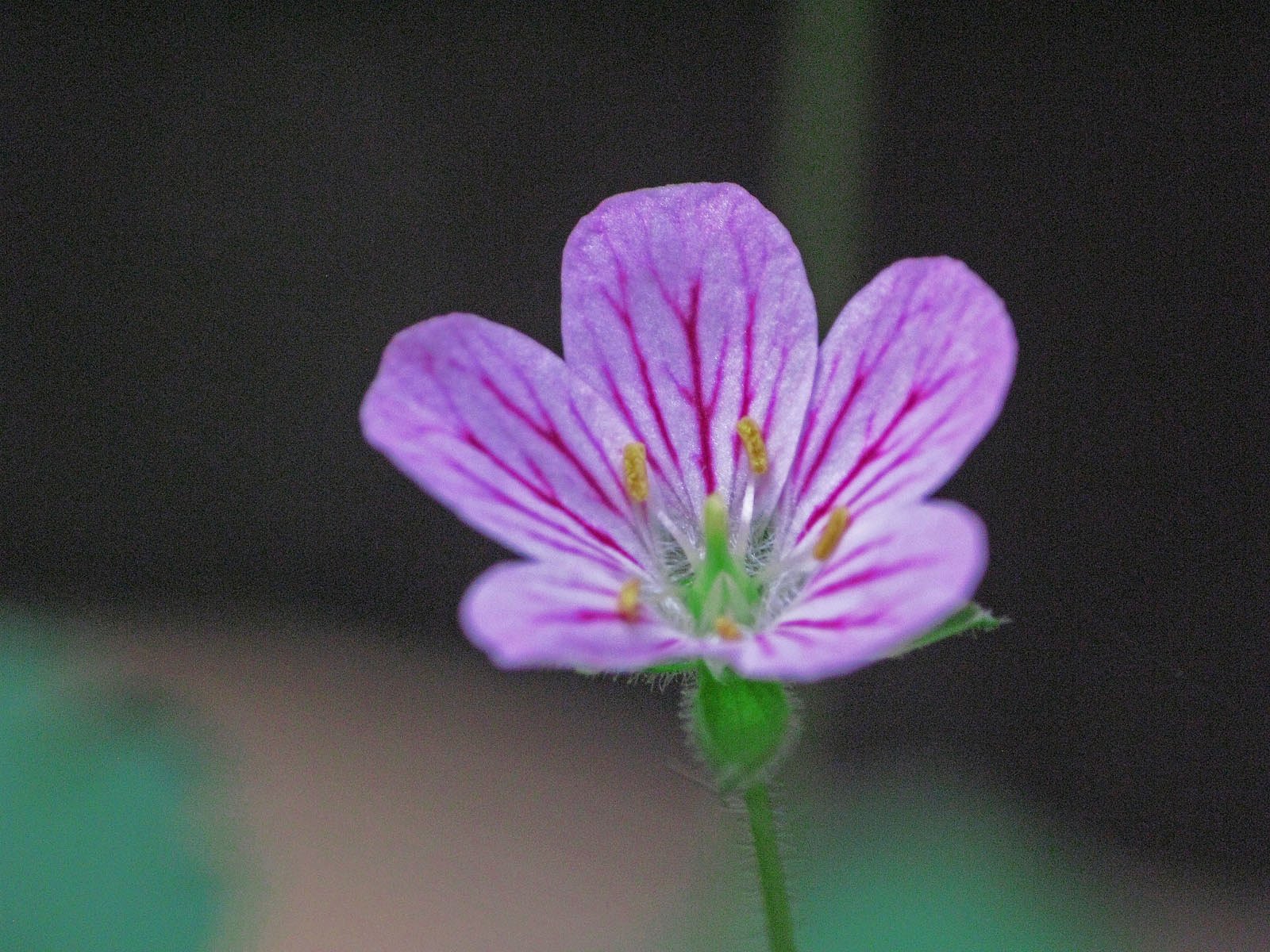 雲間草
