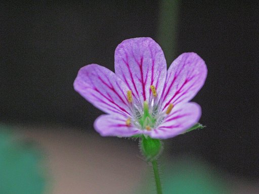 雲間草