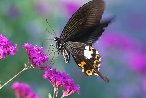 花園でモンキアゲハが吸密!