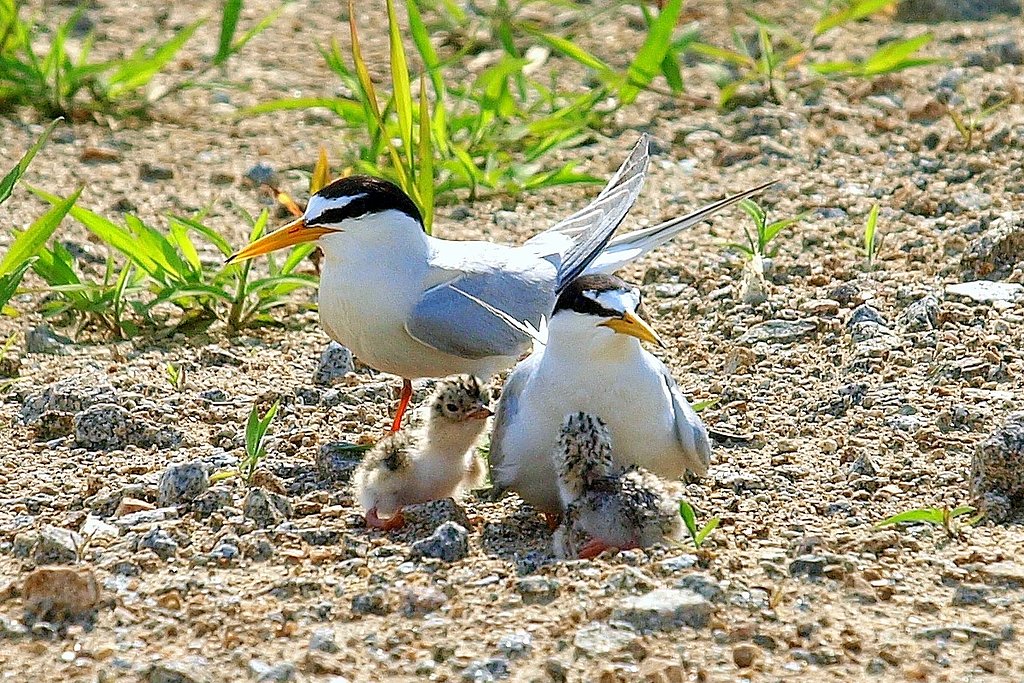【睦】コアジサシ３”家族だからね”