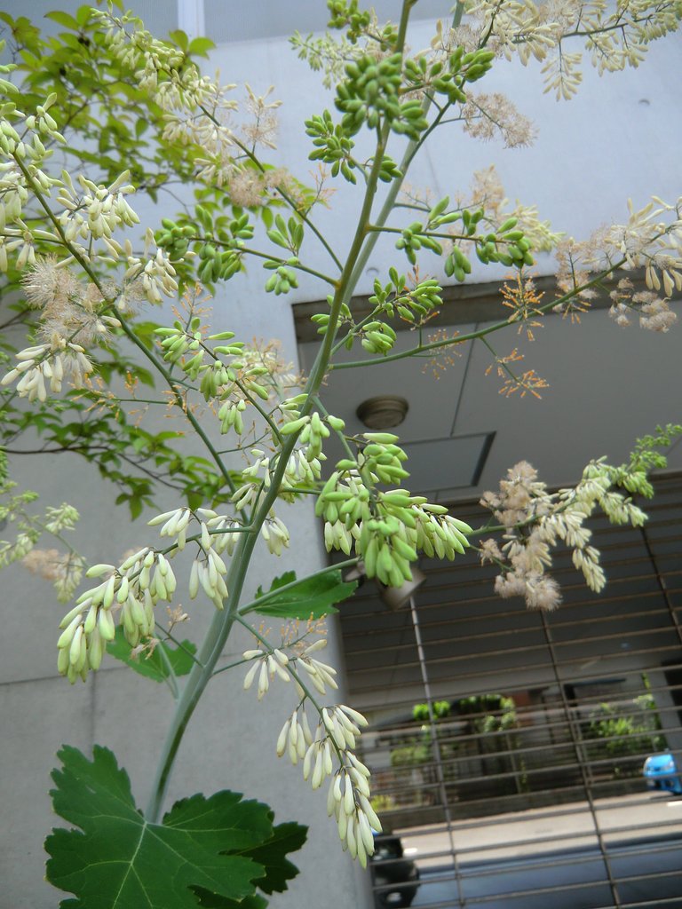 竹煮草 （たけにぐさ）