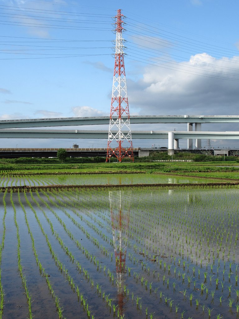 田んぼ