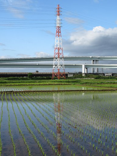 田んぼ