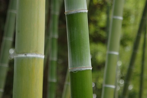 白粉