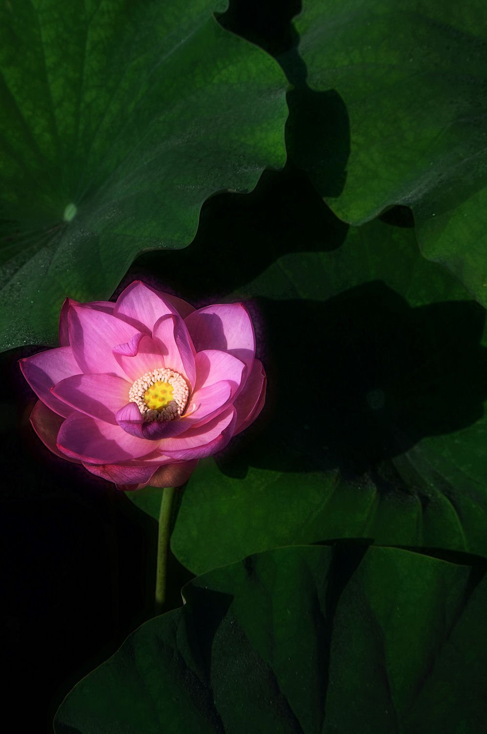 はす花見てきただ。