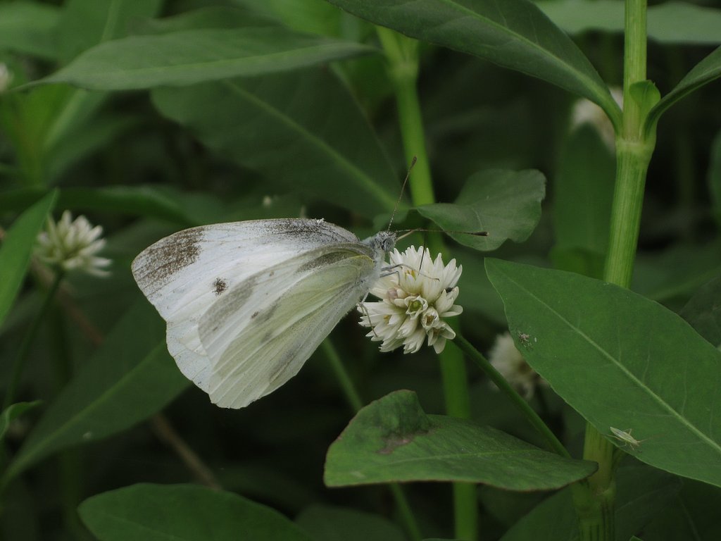 モンシロと
