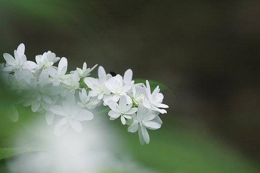 白