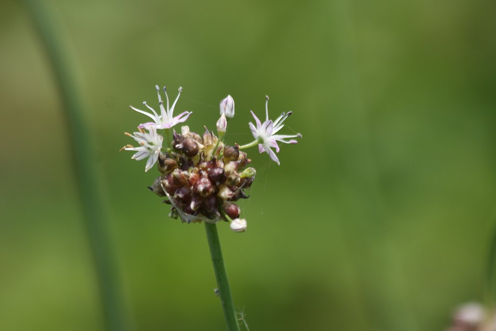 線香花火のような