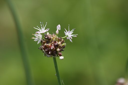 線香花火のような