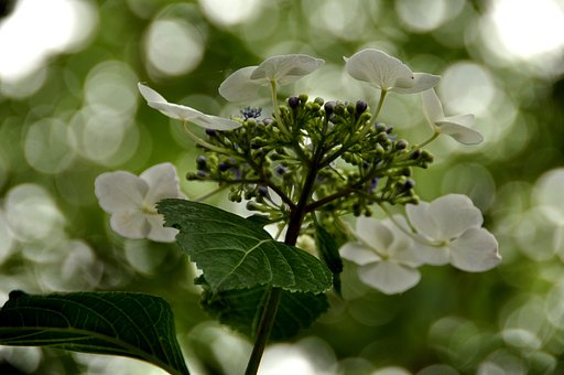 紫陽花