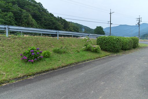 バス停付近のヒラトツツジを剪定。
