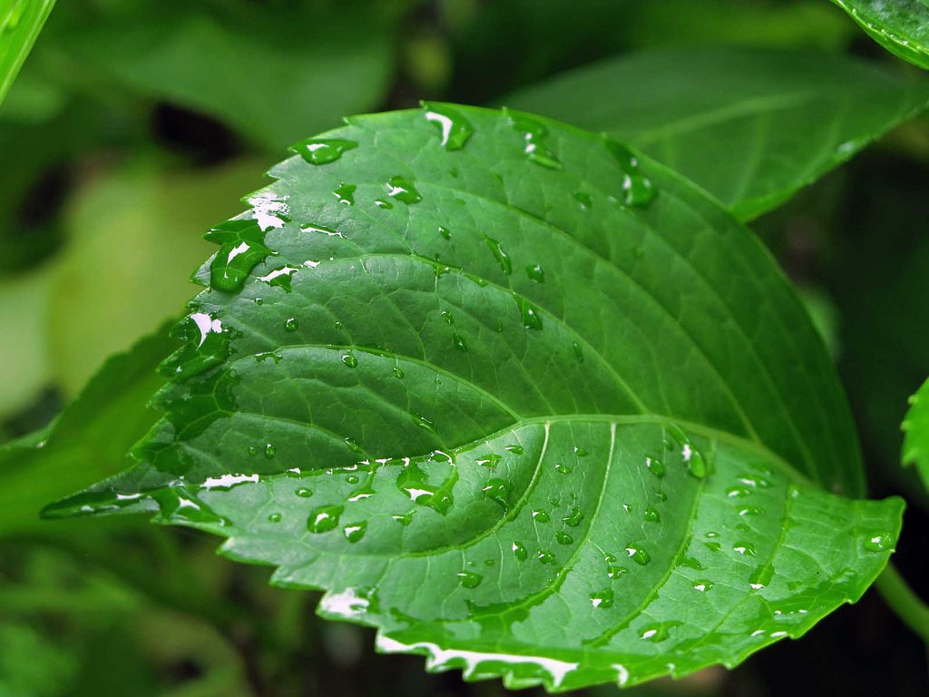 雨上がり