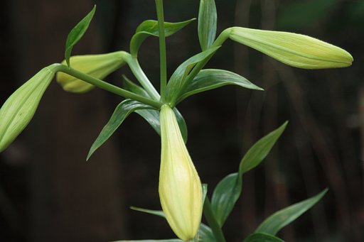 開花まえ