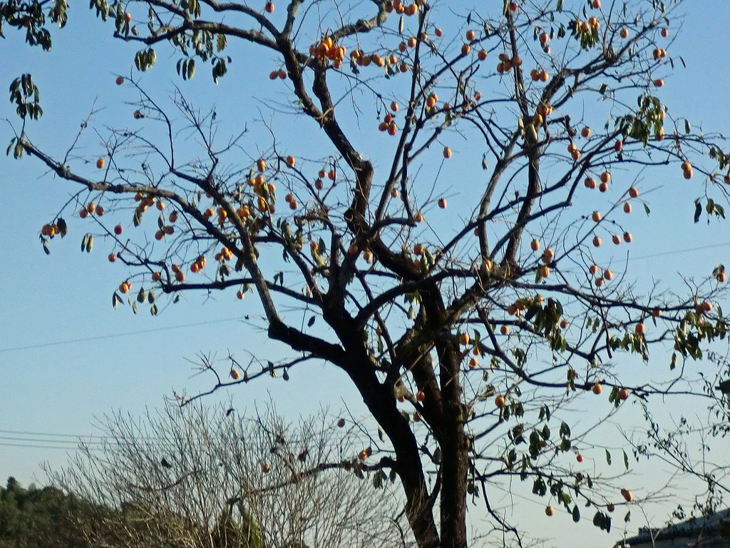 柿の木
