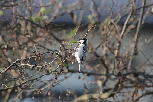 シジュウカラ