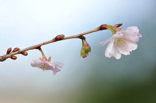 【空】十月桜