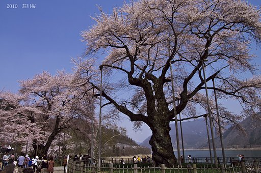 【この色　好き】　荘川桜