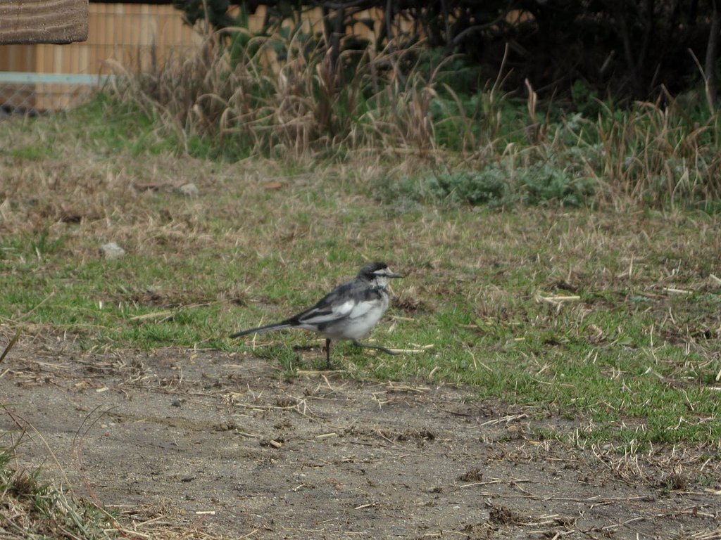公園のセグロセキレイ