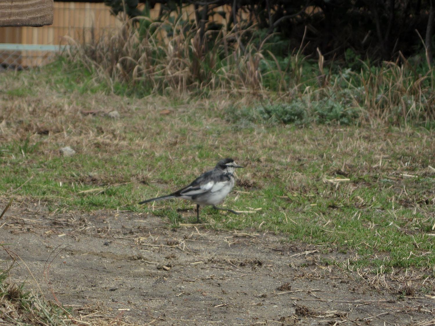 公園のセグロセキレイ