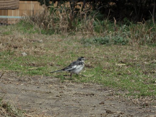 公園のセグロセキレイ