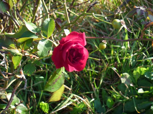 【この色　好き！】薔薇♪