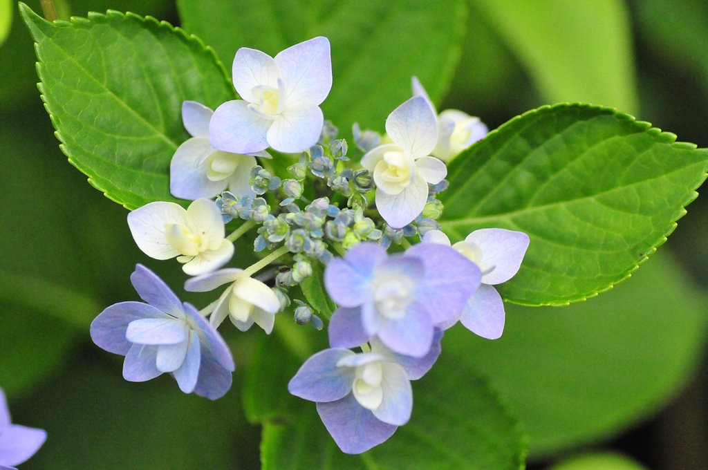 ありきたりの紫陽花ですが