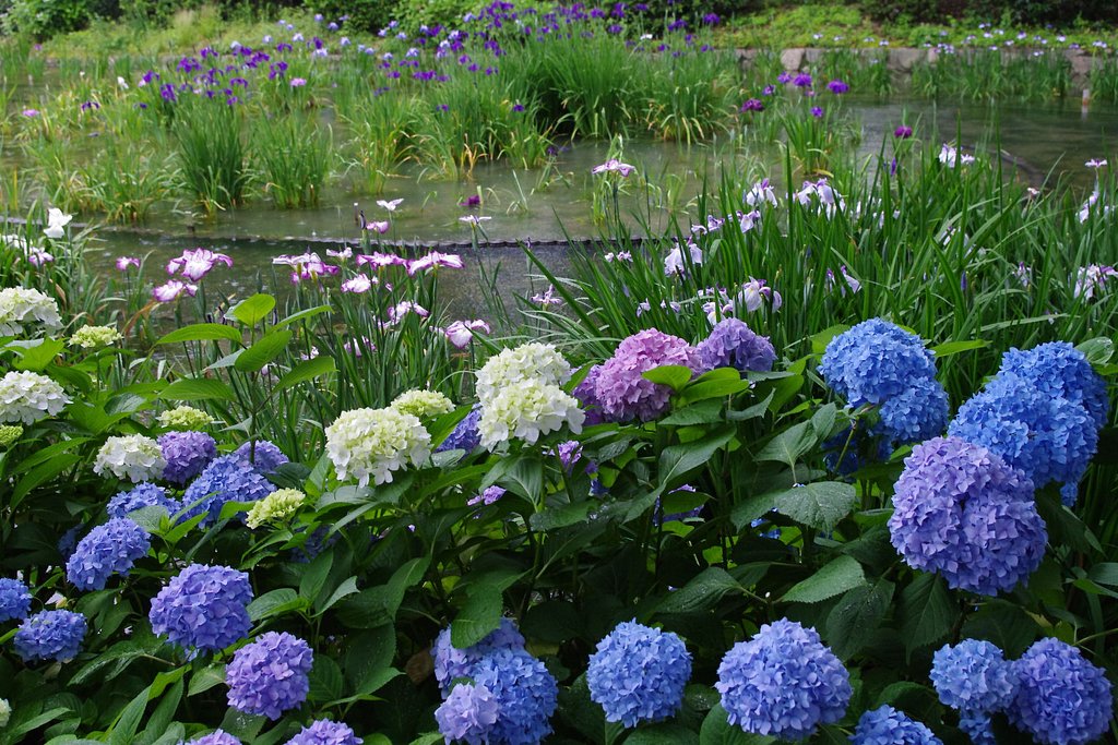 菖蒲園