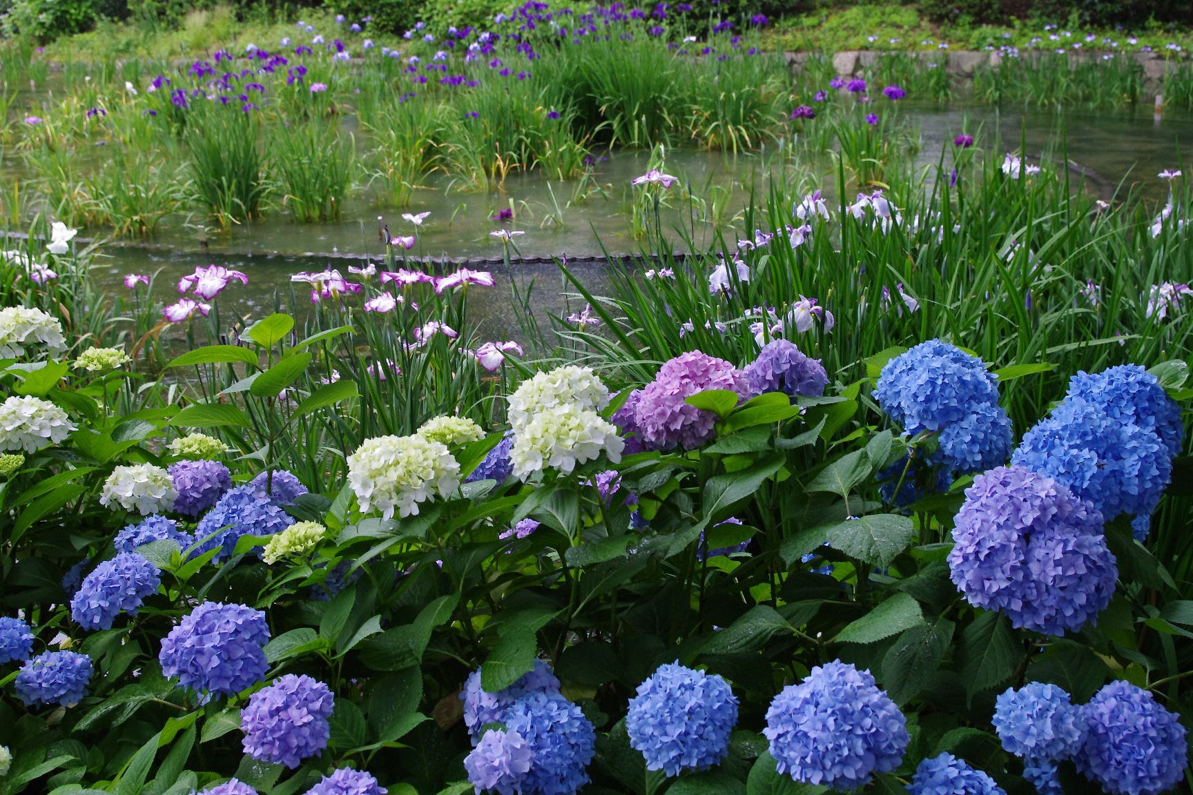 菖蒲園