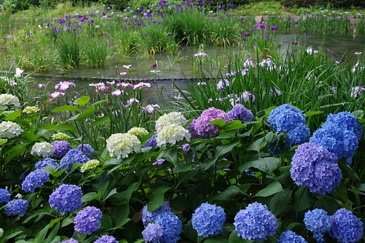 菖蒲園